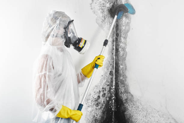  Karns, TN Mold Removal Pros
