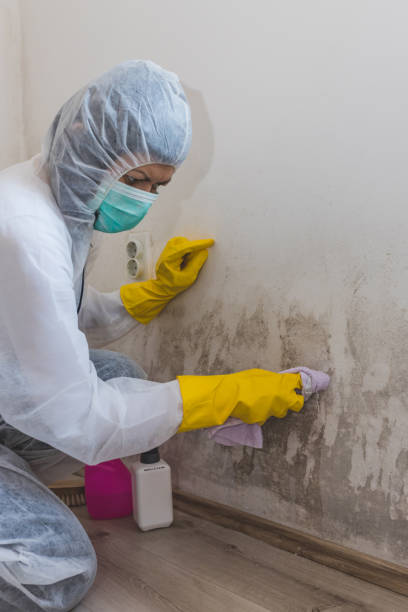 Best Basement Mold Removal  in Karns, TN