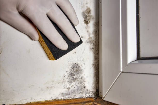 Best Mold Damage Restoration  in Karns, TN